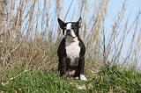 BOSTON TERRIER 348